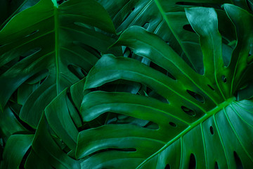 Plakat closeup nature view of green monstera leaf background. Flat lay, dark nature concept, tropical leaf