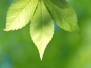 新緑のケヤキの葉