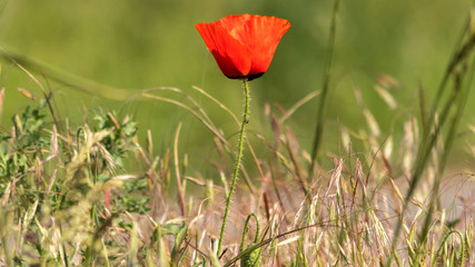 Photography of red Poppy in the french countryside