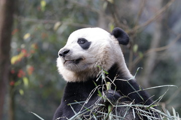 American Born Female Panda, Bei Bei, Eating Bamboo Leaves