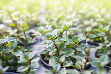 Naklejka premium Black mint growing in the plant pot, organic herb garden, healthy food, fresh mint
