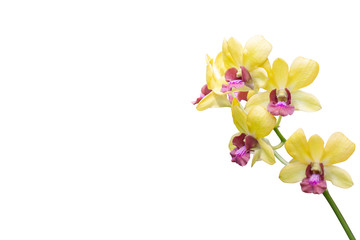 Yellow and Purple orchid bouquet flower bloom in the garden isolated on white background included clipping path.