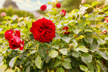Rote Rosenblüte mit Regentropfen