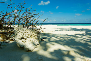Coralli sulle spiagge degli atolli nel mare delle Maldive © vincenzo