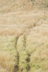 path in the field