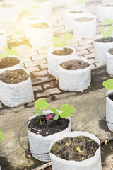 Melon farming, young melon plant growing in green house, agriculture technology concept