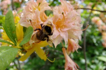 Azaleen mit Hummel