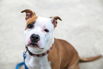 A downward view, of a sitting tan and white mixed breed dog with concrete floor in background

