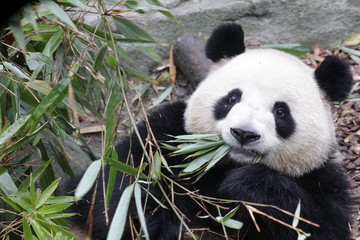 Obraz na płótnie Canvas Cute Giant Panda name Rou Rou, Eaying Bamboo Leaves, China