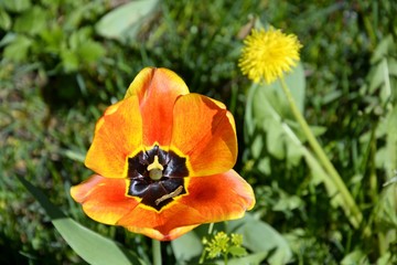 red and yellow tulip