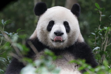 Funny Giant Panda is Sticking Out his Tongue, China