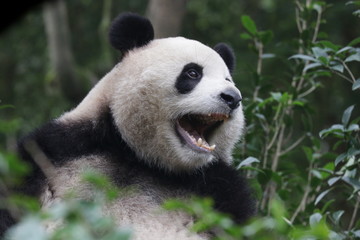 Sweet Panda is Yawning, China