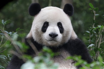 Serious Giant Panda is Staring at something, very funny posture, China