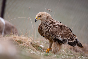 Eastern imperial eagle (Aquila heliaca). Wildlife animal.