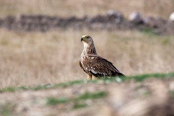 Eastern imperial eagle (Aquila heliaca). Wildlife animal.