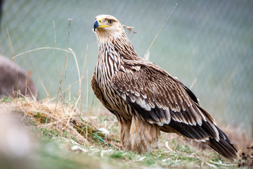 Eastern imperial eagle (Aquila heliaca). Wildlife animal.