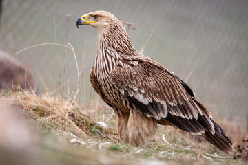 Eastern imperial eagle (Aquila heliaca). Wildlife animal.