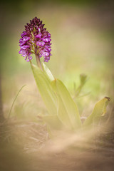Fototapeta na wymiar Orchidea spontanea