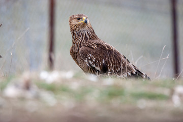 Eastern imperial eagle (Aquila heliaca). Wildlife animal.