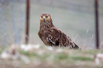 Eastern imperial eagle (Aquila heliaca). Wildlife animal.