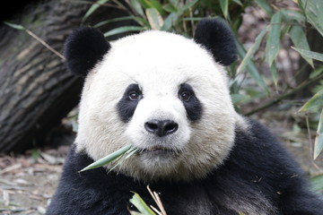 Famous Giant Panda , Oreo, China