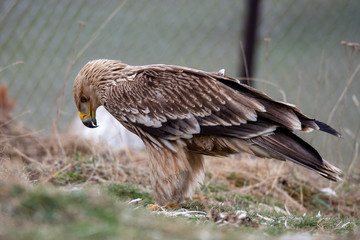 Eastern imperial eagle (Aquila heliaca). Wildlife animal.