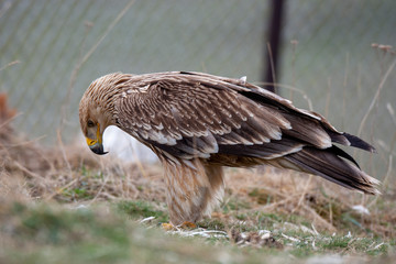 Eastern imperial eagle (Aquila heliaca). Wildlife animal.