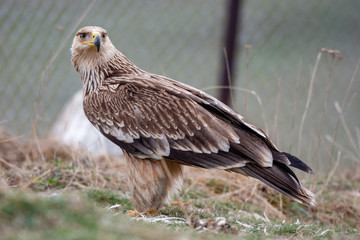 Eastern imperial eagle (Aquila heliaca). Wildlife animal.