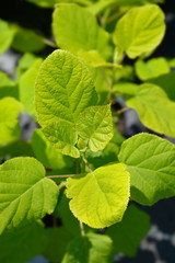 Smooth hydrangea Annabelle