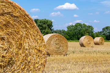 ein Feld mit vielen Strohballen, bei blauem Himmel