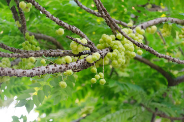 green tree branches with gooseberry