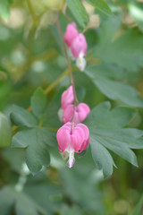 Bleeding heart