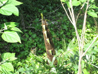 竹やぶのタケノコ