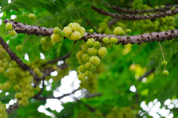 goosberry