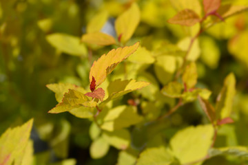 Japanese Spirea Firelight