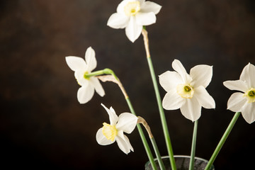 Obraz premium white narcissus on black background