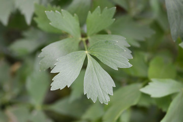 Lovage