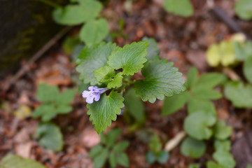 Ground-ivy