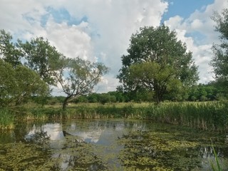 Obraz premium lake reflecting green forest close to the woods in summer season on sunny day with blue sky