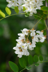 Black locust
