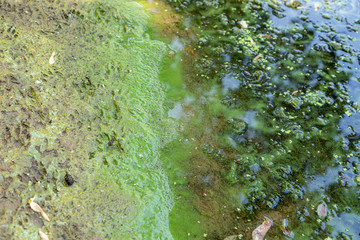 Blaualgen in einem Gewässer, baden verboten
