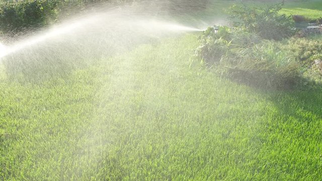 Sprinkler watering lush green grass, shrubs and flowers. Drops of water on the lawn. Water jets water plants in the park.
