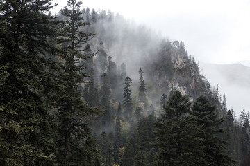 Foggy forest in mountains of Dombay ski resort in rainy autumn day, Caucasus, Russia