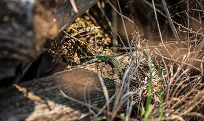 A green lizard is hiding in the grass. Macro animal world. High quality photo.