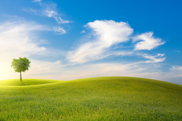 Landscape view of green field on slope and tree with blue sky and clouds background.