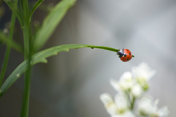 close up of a lady bug