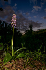 Orchis Purpurea