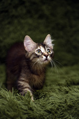 little cute striped kitten on a green © Evdoha