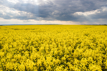Obraz premium Field of yellow flowers. Rapeseed.