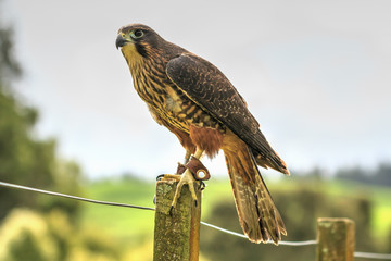 A New Zealand native falcon, also called karearea in Maori, perched on a fence post